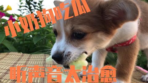 娱乐圈吃瓜小狗是谁,揭秘神秘网友背后的真实身份 第3张 娱乐圈吃瓜小狗是谁,揭秘神秘网友背后的真实身份 第3张