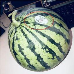 网红吃瓜站,揭秘娱乐圈幕后真相,带你领略明星生活百态 第2张 网红吃瓜站,揭秘娱乐圈幕后真相,带你领略明星生活百态 第2张